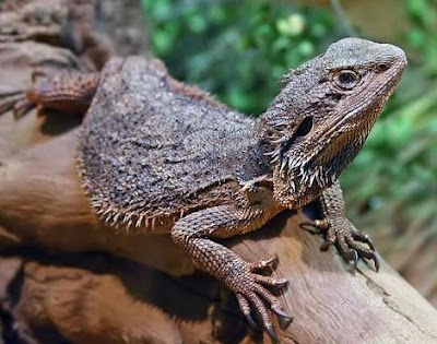 ship-bearded-dragon-02.jpg