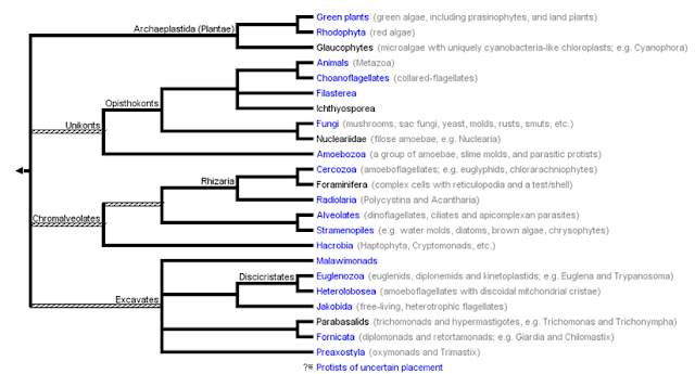 Ciencias de Joseleg 6 EL SISTEMA DE LOS TRES DOMINIOS Y MAS ALLÁ