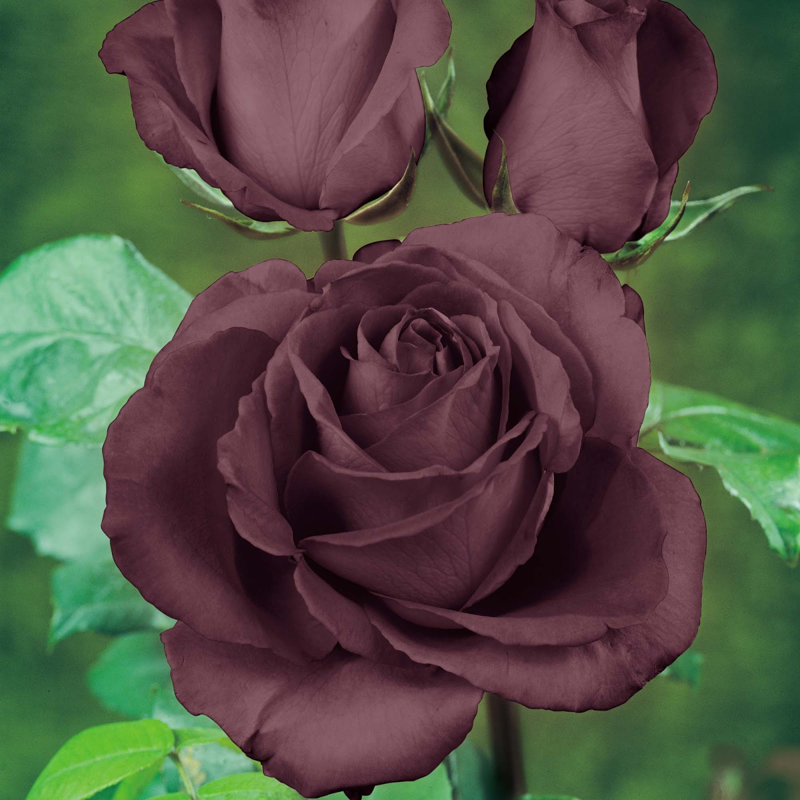 Collection 103+ Images pictures of a black rose Updated