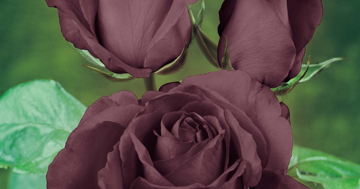 HOW TO GROW THE BLACK ROSE The Garden of Eaden