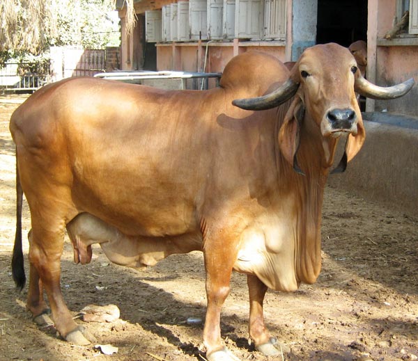 Gir cow  AVERAGE YIELD 5-6 kg | POTENTIAL 20-30 kg  The prized breed of Gujarat is highly valued for its milk and beef in Latin America.  It was also used in North America to develop the Brahman breed.  Gir animals are still available in good numbers in India, Photo: