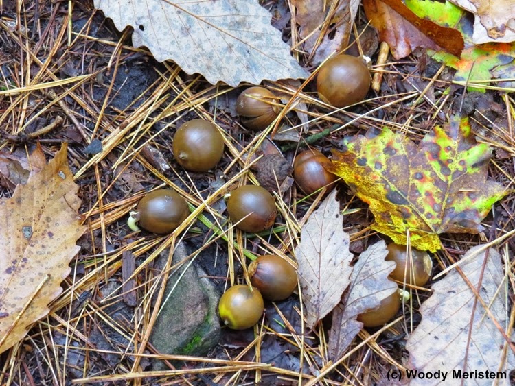 In Forest and Field Mighty Oaks From Little Acorns Grow