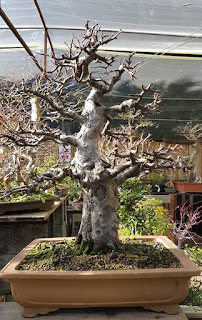 pseudocydonia en invierno bonsai center sopelana