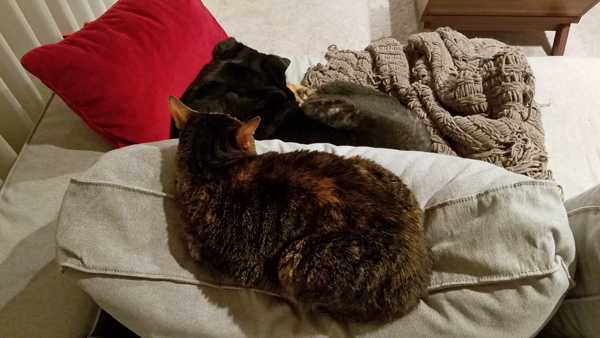 image of Sophie the Torbie Cat lying on the back of the sofa, and Zelda the Black and Tan Mutt lying on the sofa, both in the same position