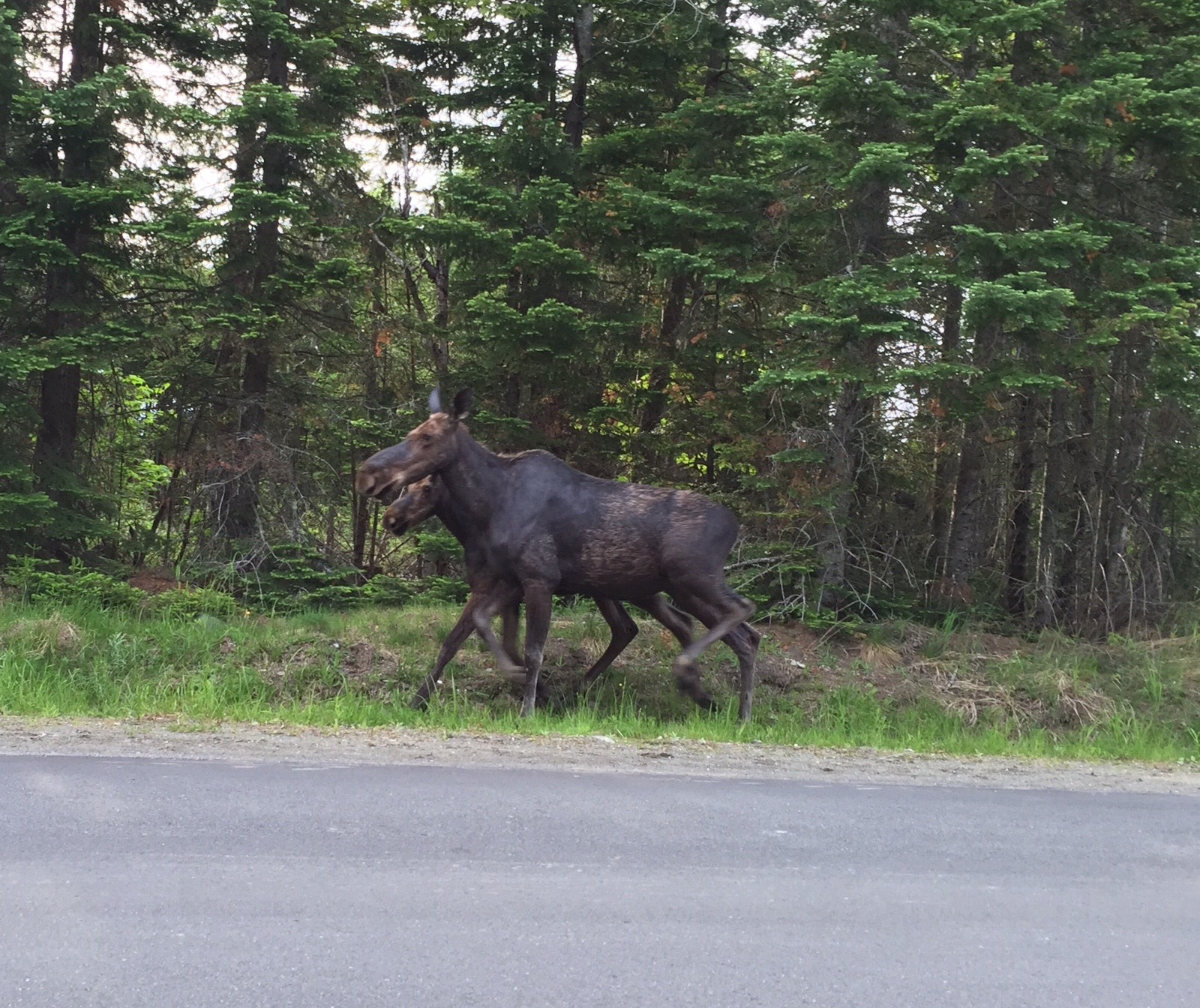 Where's Eldo? How to Find Moose Near Moosehead Lake in Maine