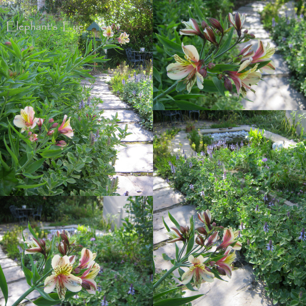 Alstroemeria Inca lilies