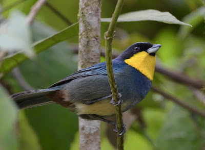 Yellow-Throated Tanager, Iridosornis analis
