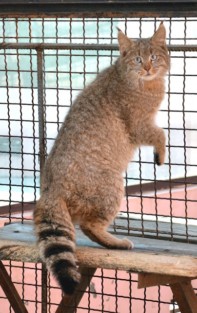 Chinese Mountain Cat Chinese Mountain Cat