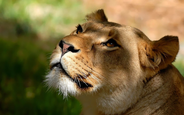 Close up photo of a lion