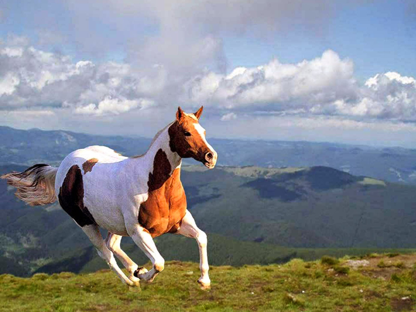 Cute Baby HD Wallpaper Horse Wallpapers