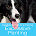 Symptoms To Watch For In Your Dog: Excessive Panting - updated
