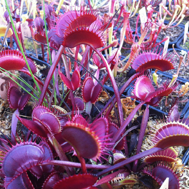 Red Dragon Flytrap Seeds ~ PRODUCT-CHINA