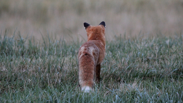 Un Renard de Dos dans le Pré - Fond d'Écran en Full HD