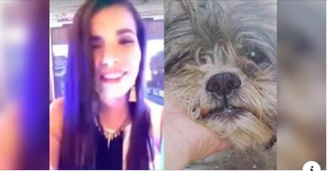 Mulher Atropela Shih Tzu e Zomba do Ocorrido no Facebook
