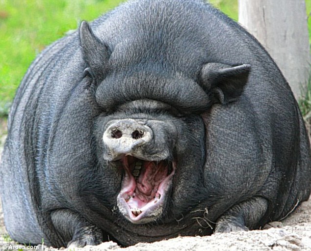 Funny Pot  Belly Pig Wallpapers Photos 2013 Funny Animals