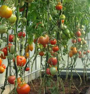 лучшие семена томатов для теплицы