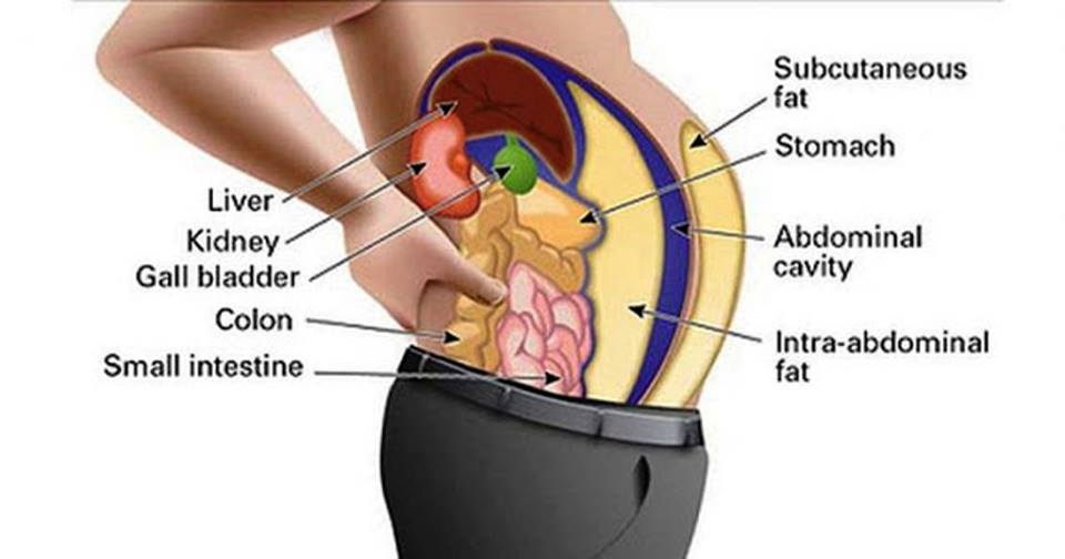 toxins stored in fat cells