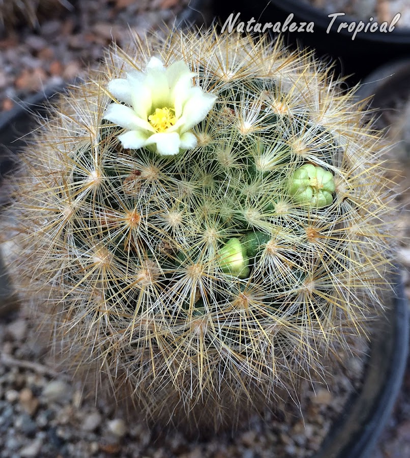Esta especie de Mammillaria es un cactus pequeño muy hermoso por sus numerosas espinas radiales