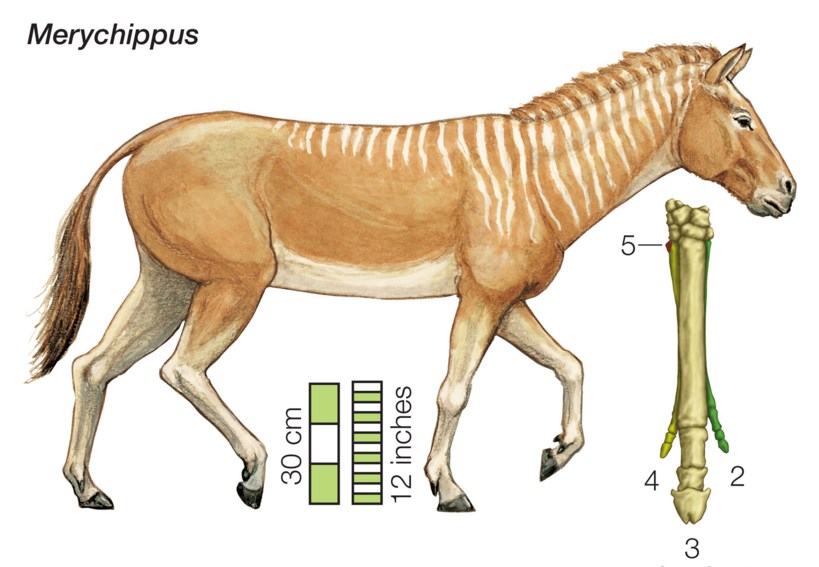 Contoh Teks Laporan Hasil Observasi Tentang Hewan Kuda Beserta