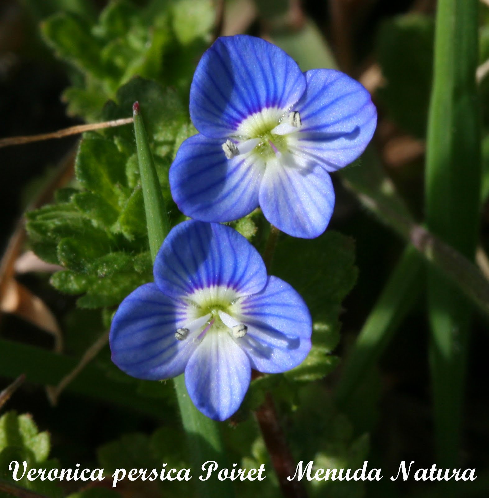 Menuda Natura: Veronica persica Poiret