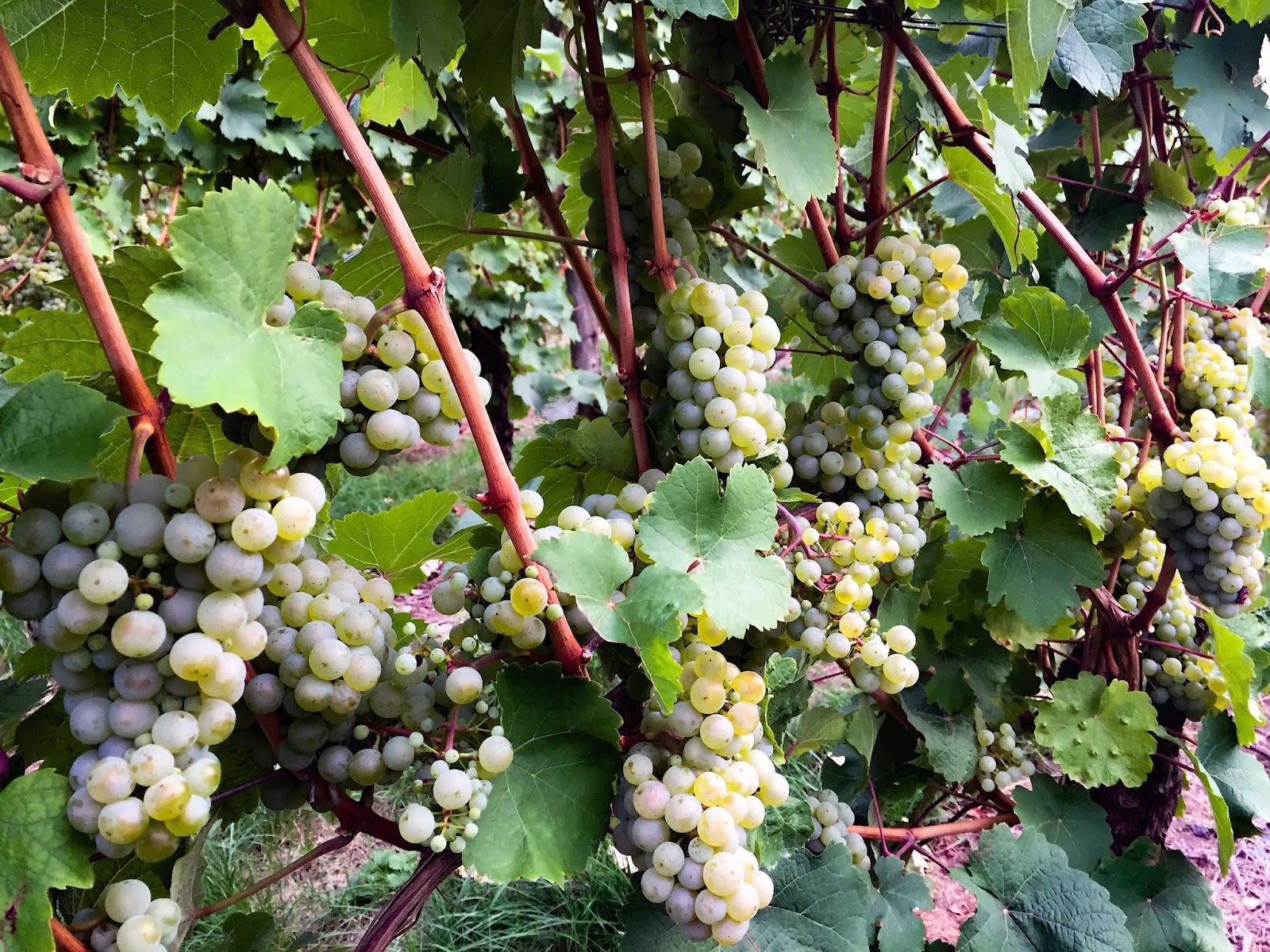 stuttgartcooking: Pfifferlinge im Estragon-Rahm mit Semmelknödeln