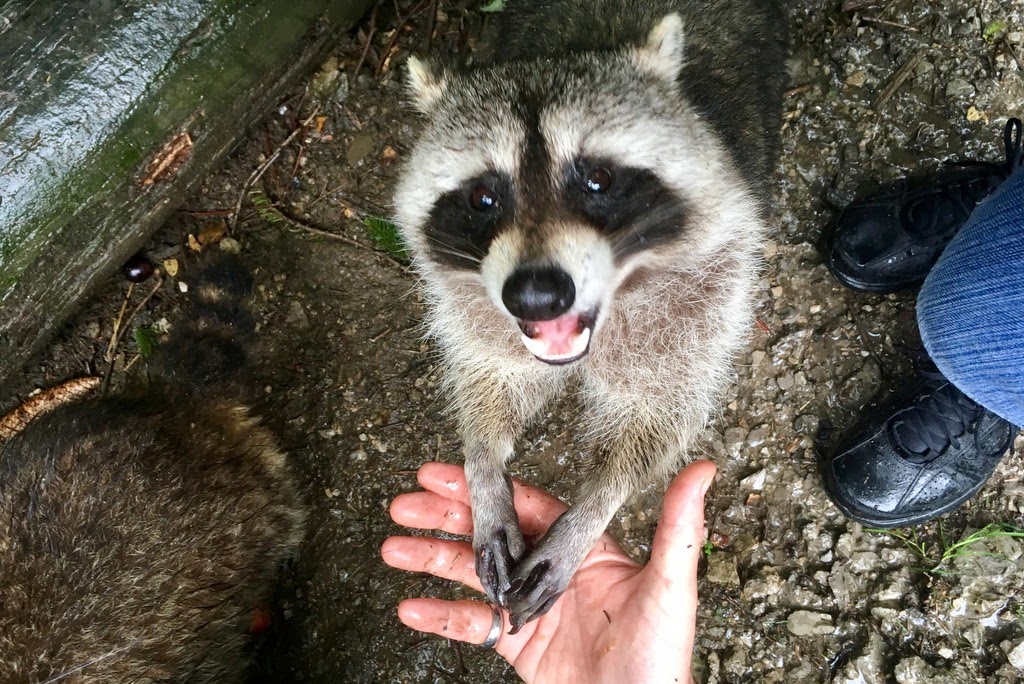 Alles außer Arbeit Waschbärkuscheln
