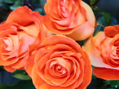 Orange Roses - Stein Your Florist Co.