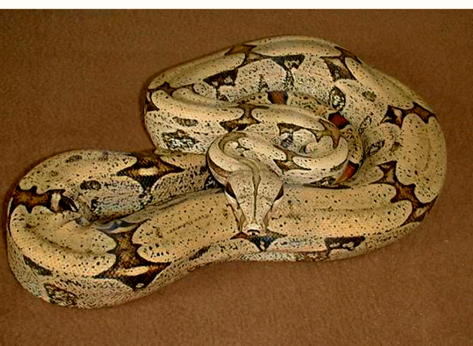 Boa de Amaral (Constrictor Amarali)