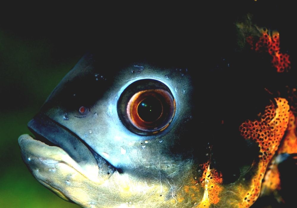 Vision In Fishes Fish Eyes