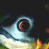 Vision In Fishes - Fish Eyes