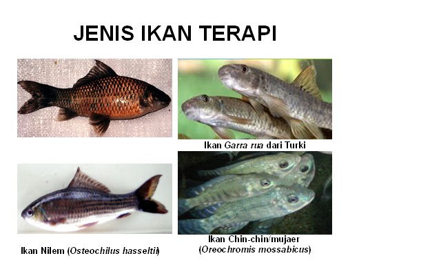 Terapi Ikan - Ilmu Umum