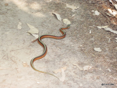 second snake spotted in Sunset trail