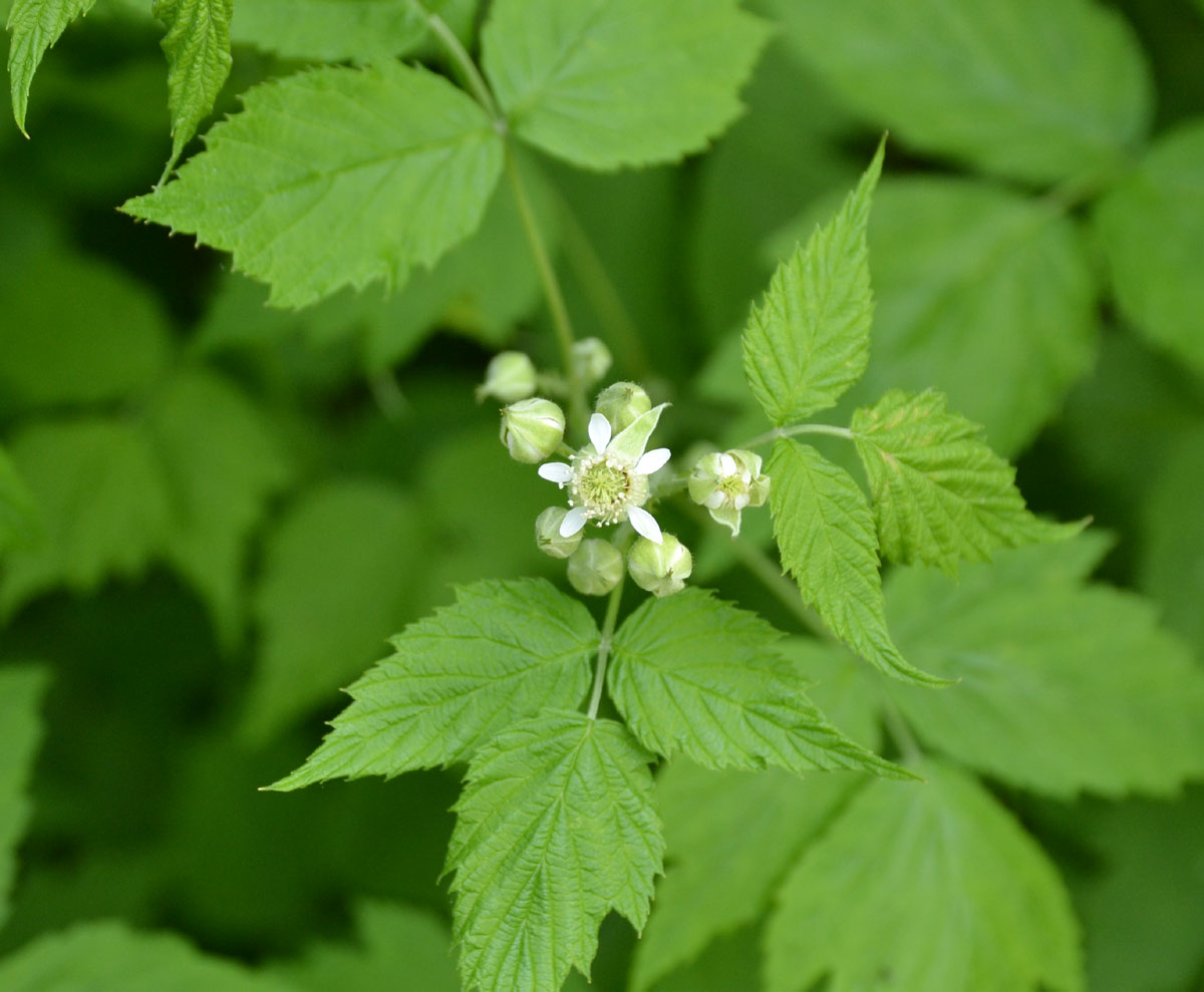 Woods Walks and Wildlife: May 2011