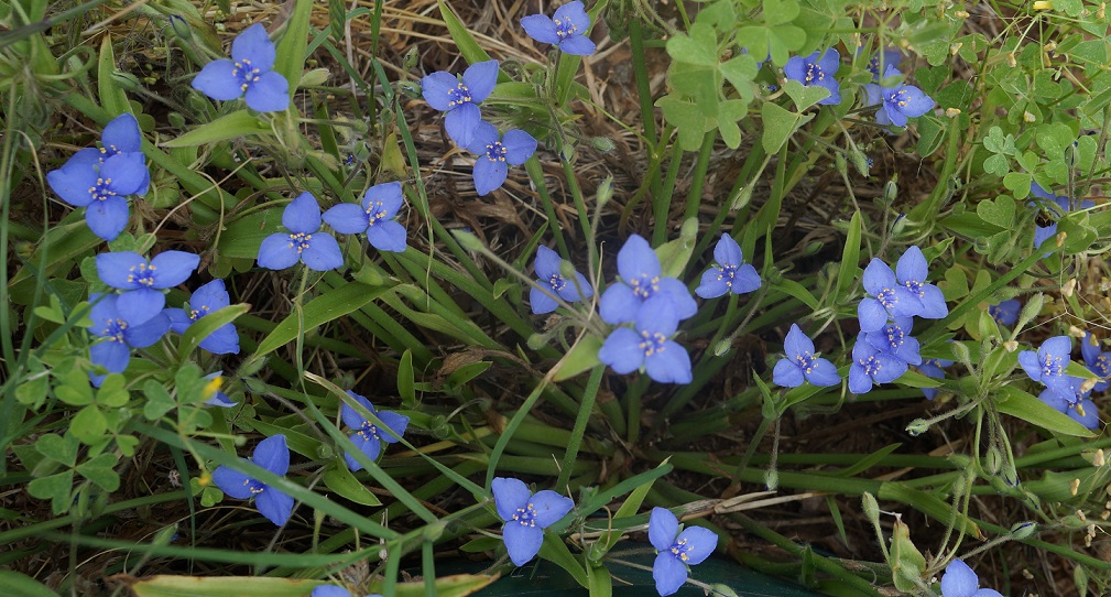 From the Ranch Three Petal Blue Wild Flowers