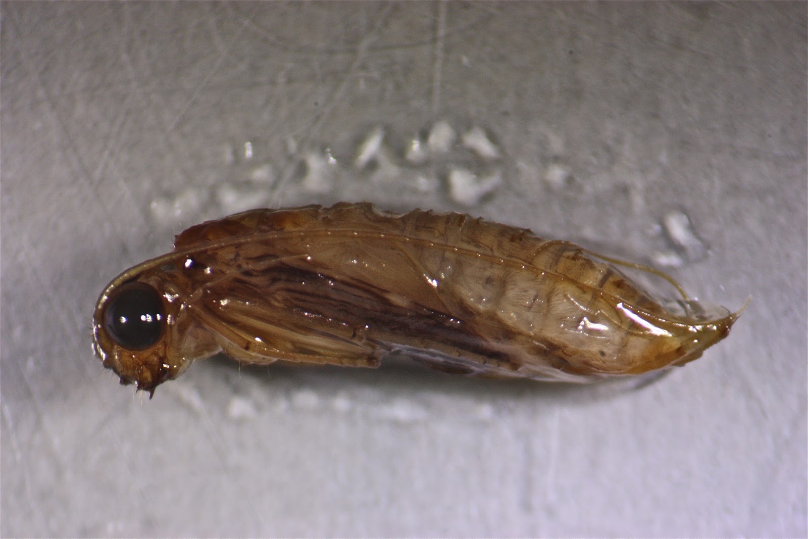 Aquatic Insects of Central Virginia The Pupae of Diptera (true flies