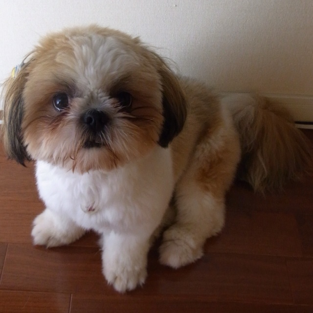 Sinal de incômodo para os shih tzu
