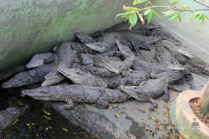 taman buaya tanjung pasir tangerang