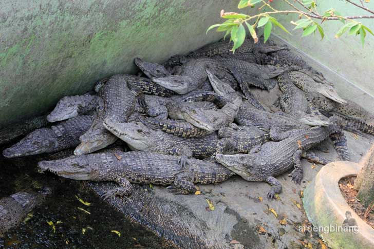taman buaya tanjung pasir tangerang