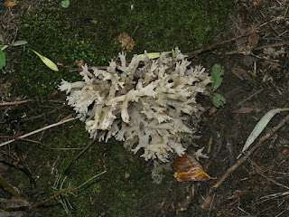 Clavaires blanches et assimilées du Québec Clavaires blanches et assimilées du Québec