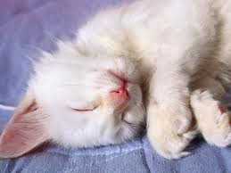 foto kucing lucu lagi tidur