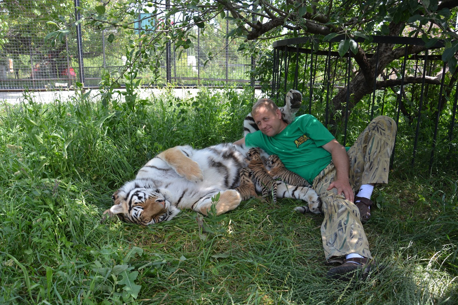 Тайган шерхан асада и симба новые новости. Тигрица в парке Тайган.