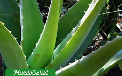 Usar el aloe vera para la salud