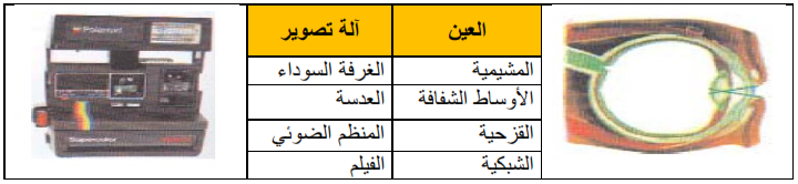 العين : تركيبة العين أو اجزاء العين | بحوث مدرسية وتثقيفية