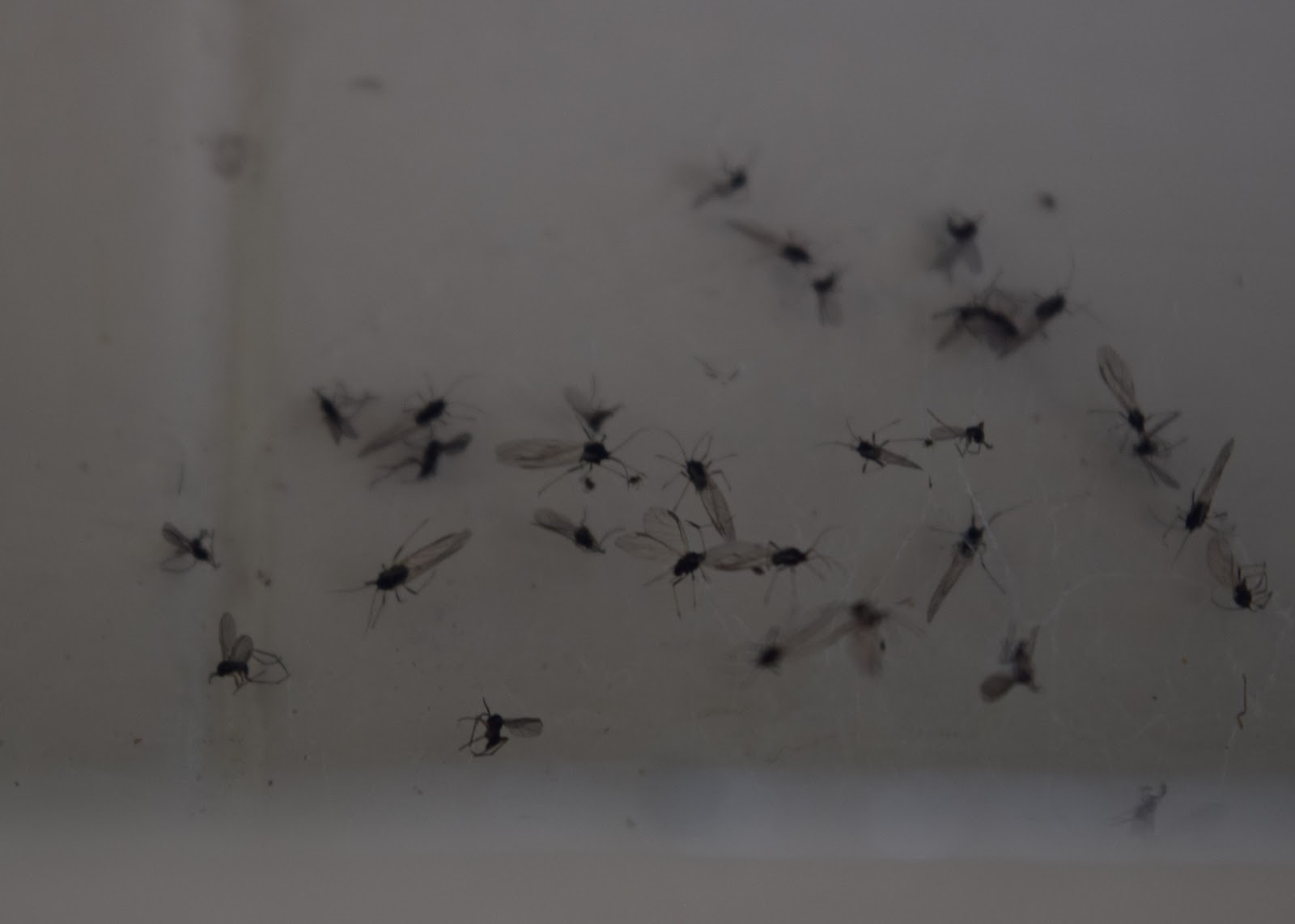 Hoya plant Hoya & Varenrauwmug Hoya plant Hoya & Varenrauwmug