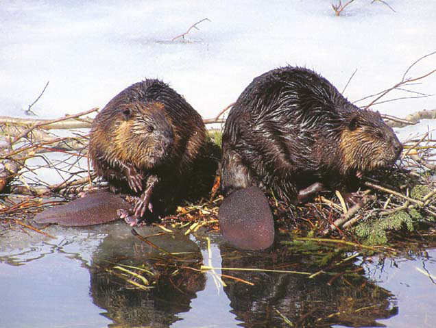 Beavers Group 46