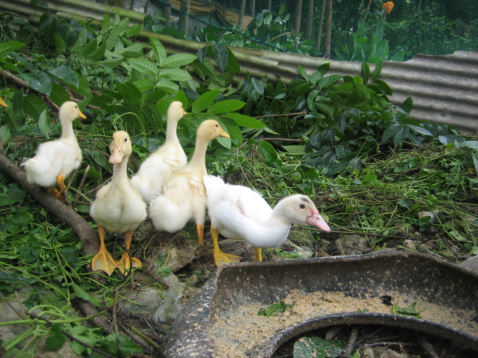 Crusor Natural Farming System Our Feed Pond (Duckweed+Ducks)