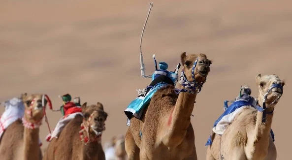 Robots for Camel Race