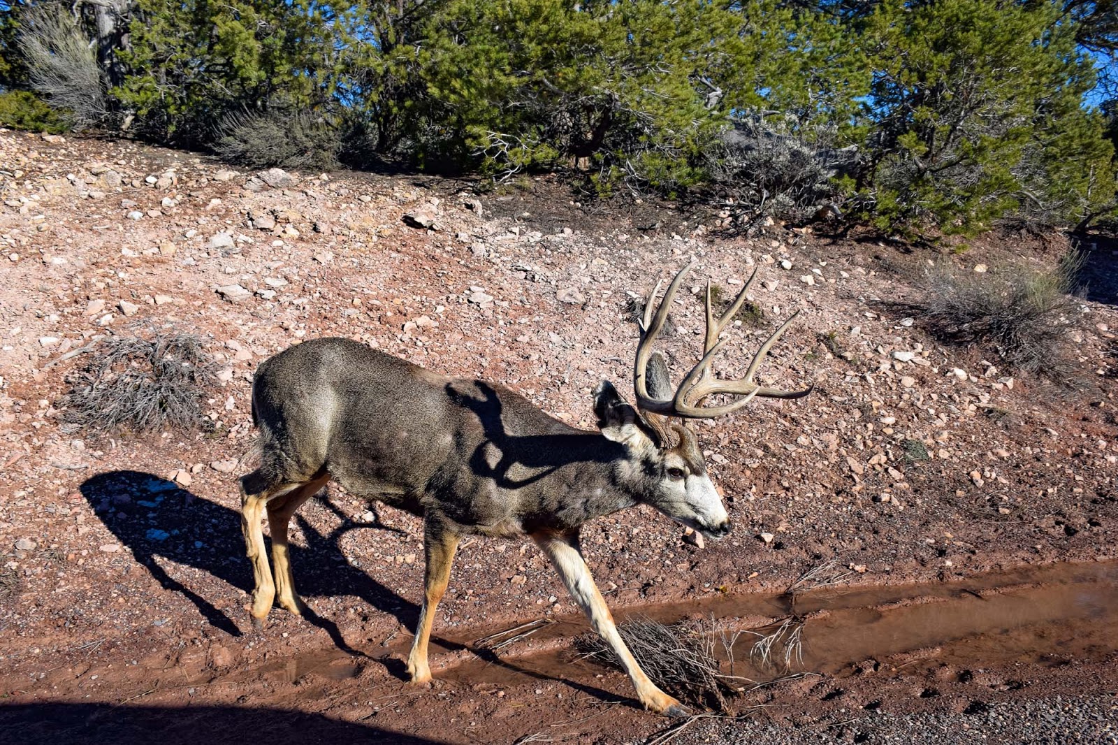 deer in arizona