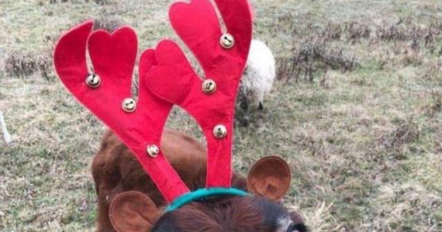 Funny animals of the week - 4 January 2018 (40 pics)