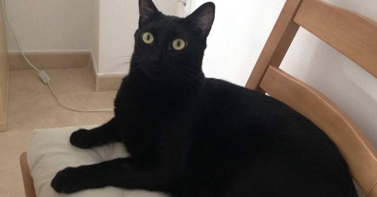 Gats perduts / Gats trobats. Gato perdido en Terrassa (Barcelona).